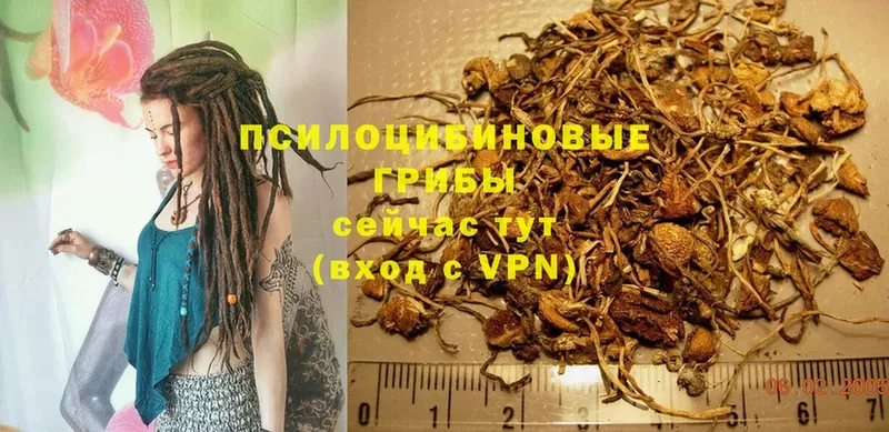 Псилоцибиновые грибы Psilocybe  Оленегорск 